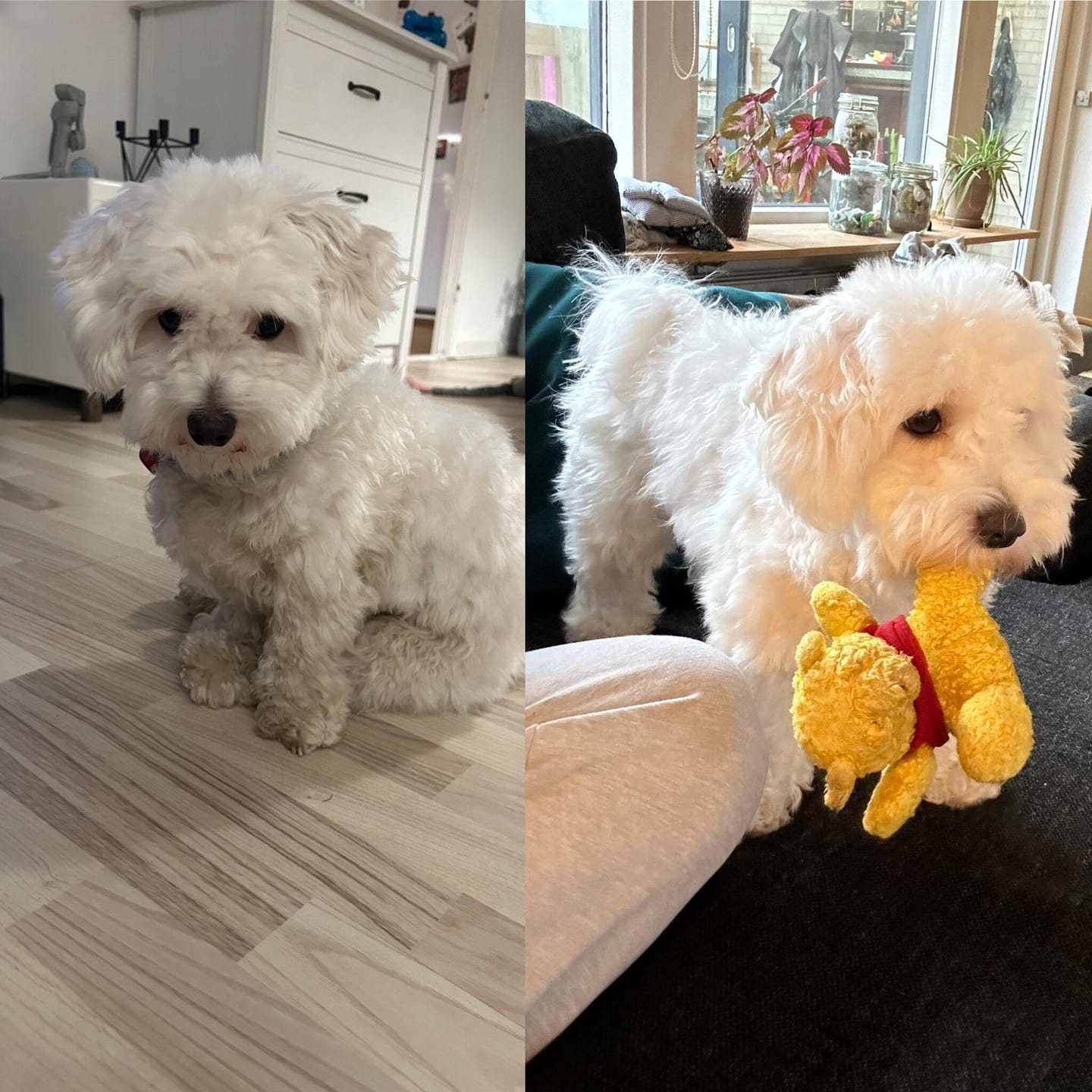 Customer photo review of B&B Hundefrisørens professionelle Duo Carbon shampoo 200ml