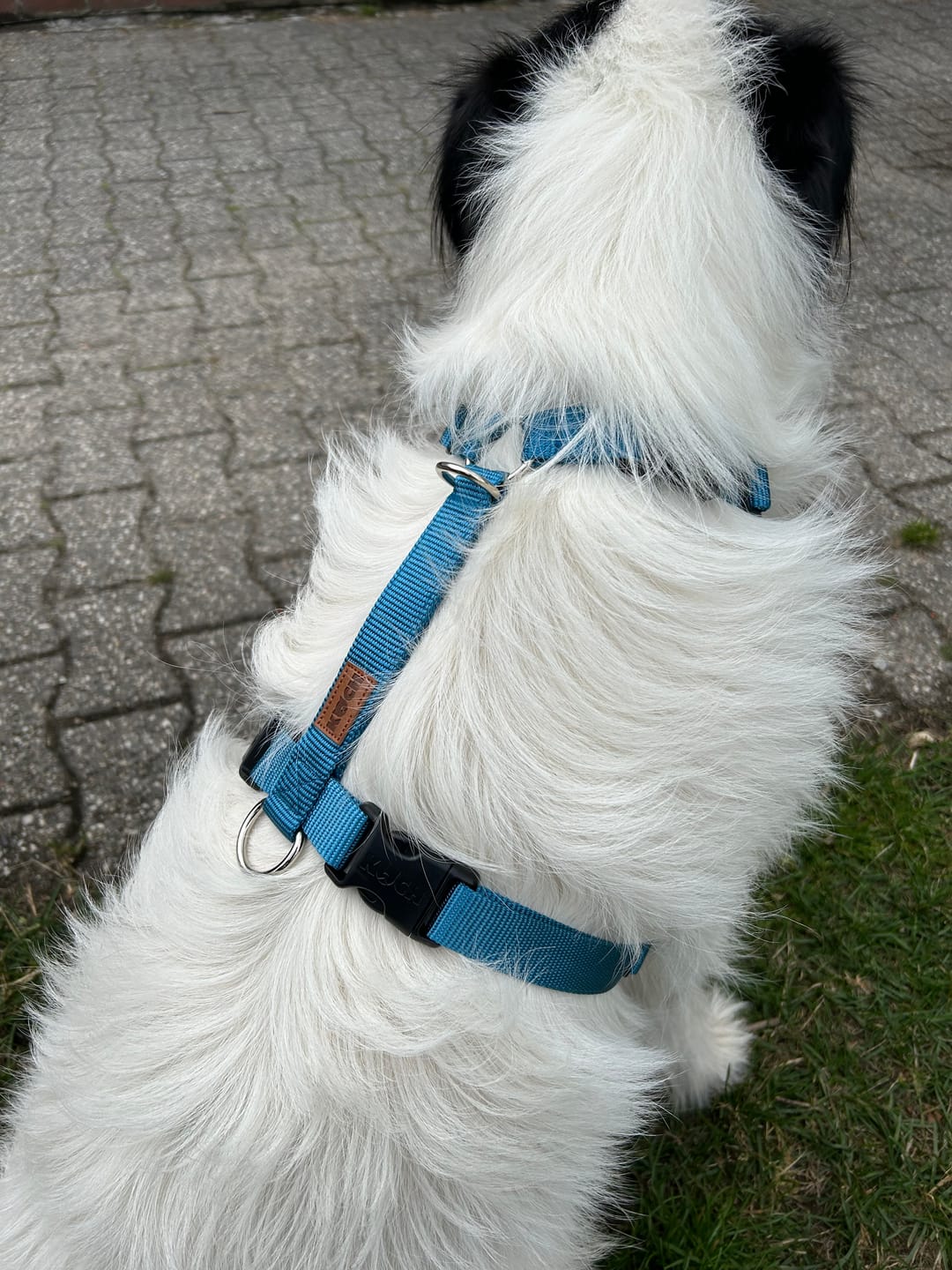 Customer photo review of Comfort Hundegeschirr