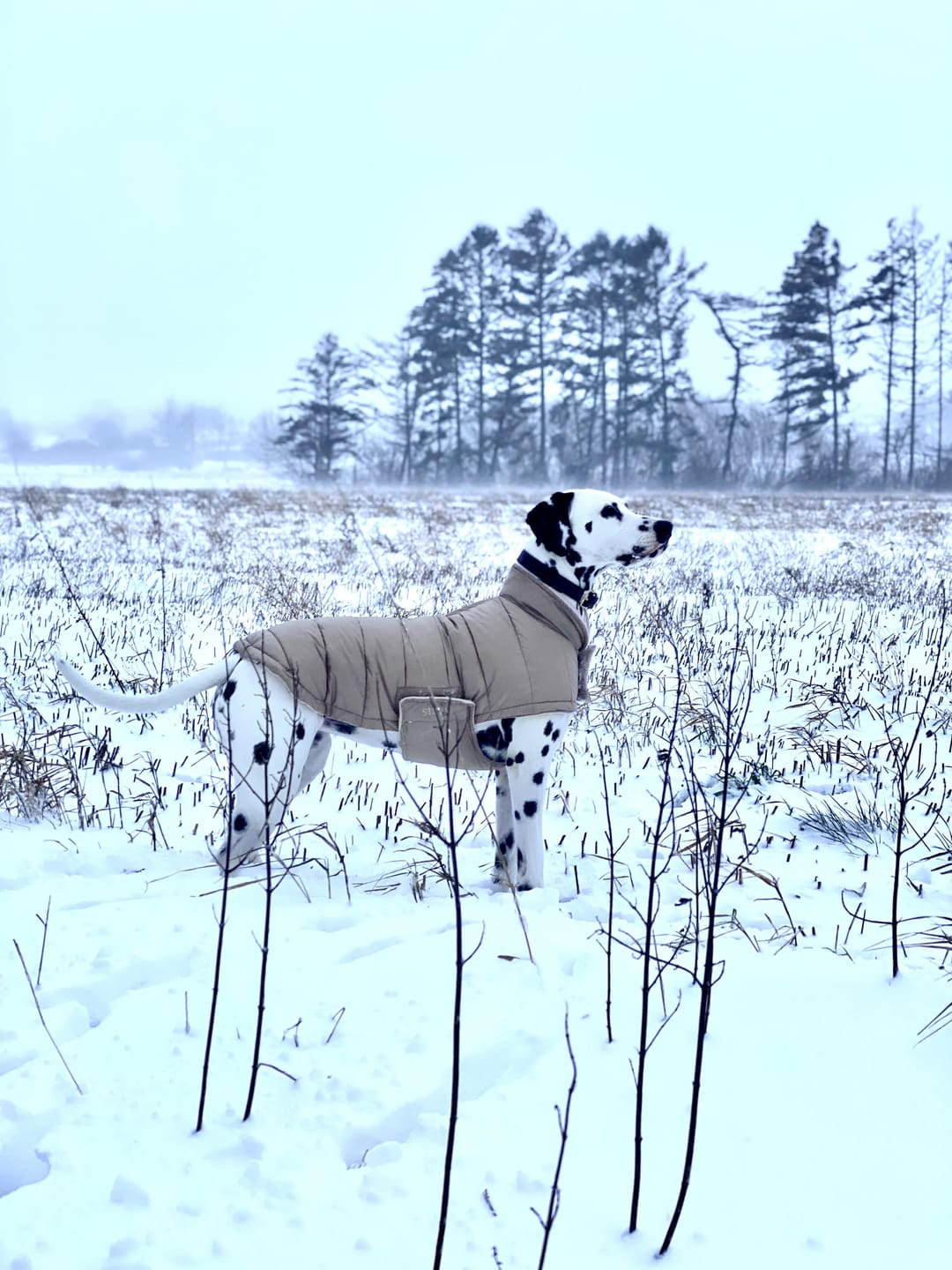 Customer photo review of Staey - Nora Hundefrakke, Natur