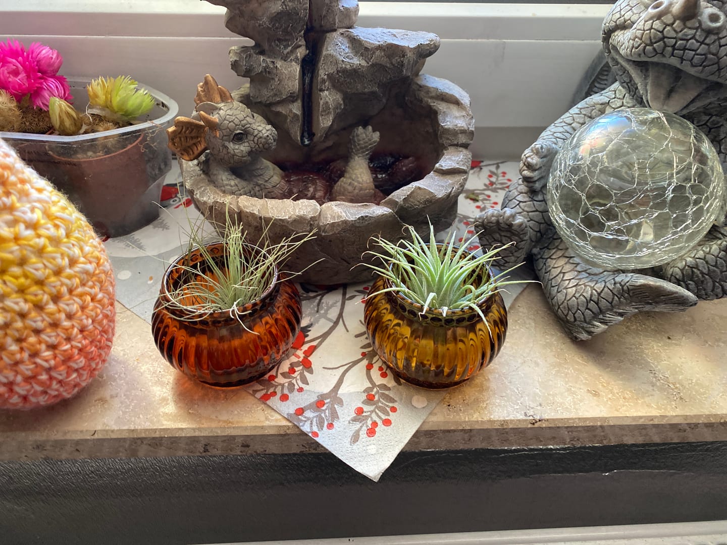 Customer photo review of Tillandsia argentea
