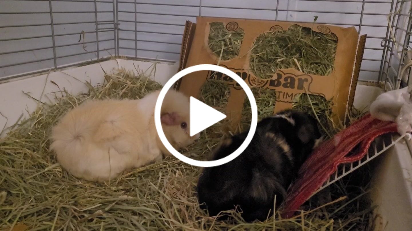 Customer video review of Timothy Hay Bar for Guinea Pigs (5 Pack)
