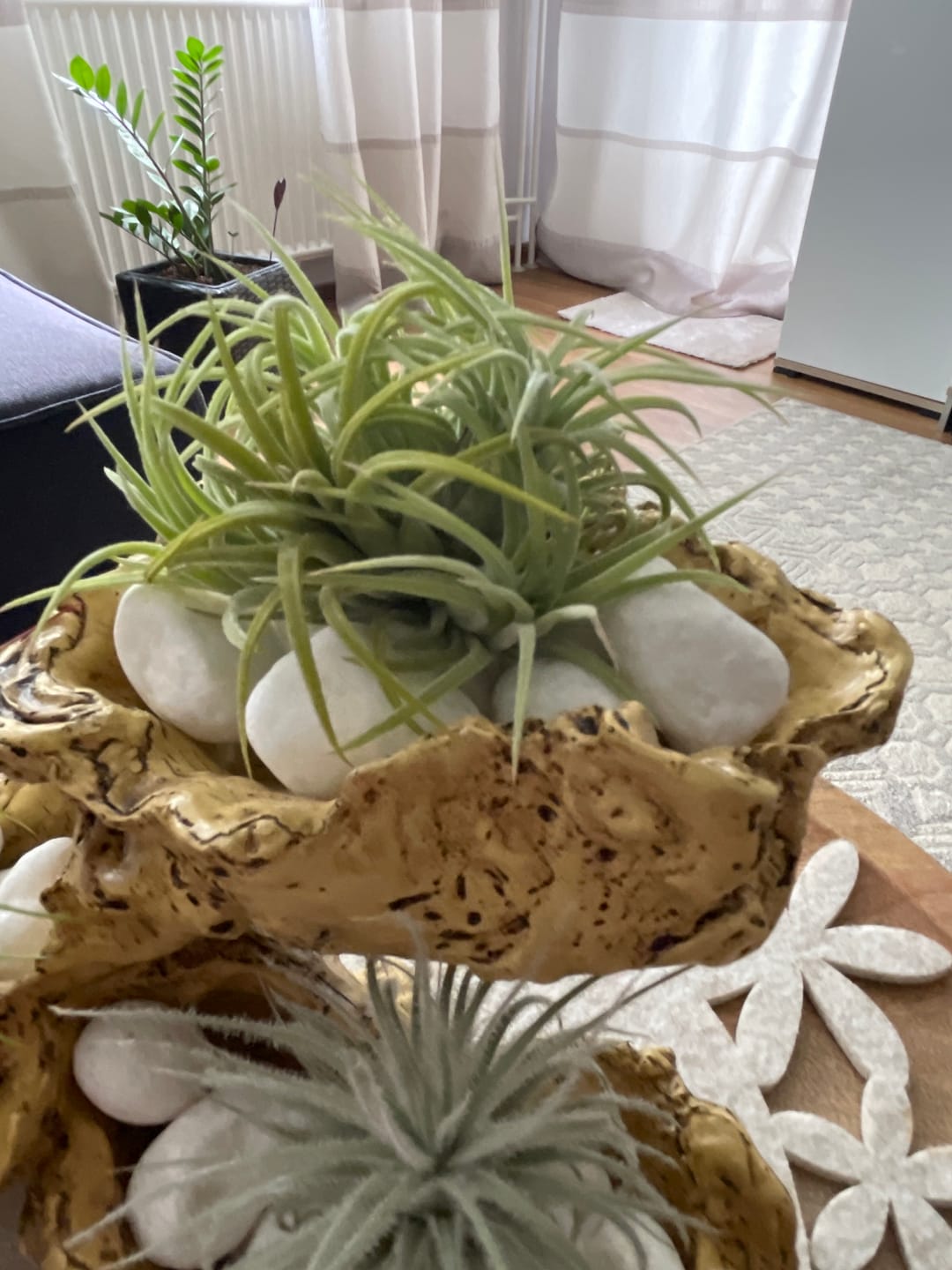 Customer photo review of Tillandsia ionantha 'mexico' - PULK