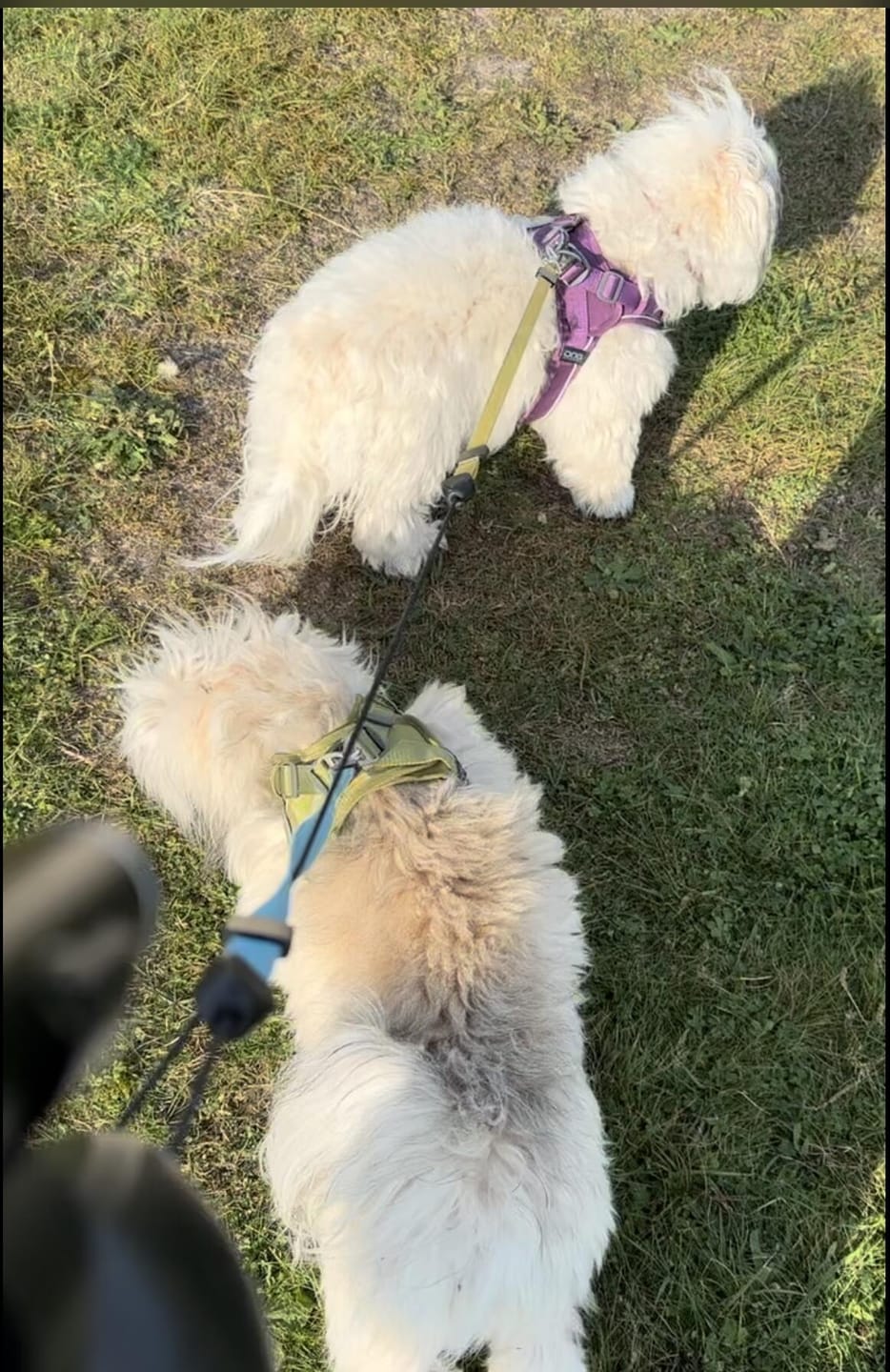 Customer photo review of Dog Copenhagen Comfort Walk Go™ hundesele Purple Passion