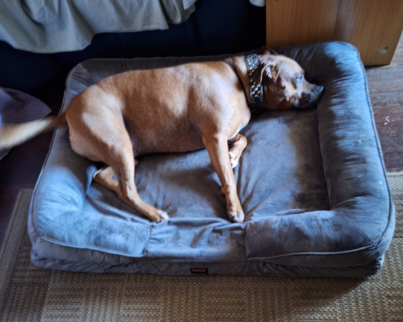 Customer photo review of PaWz Premium Memory Foam Pet Sofa Bed