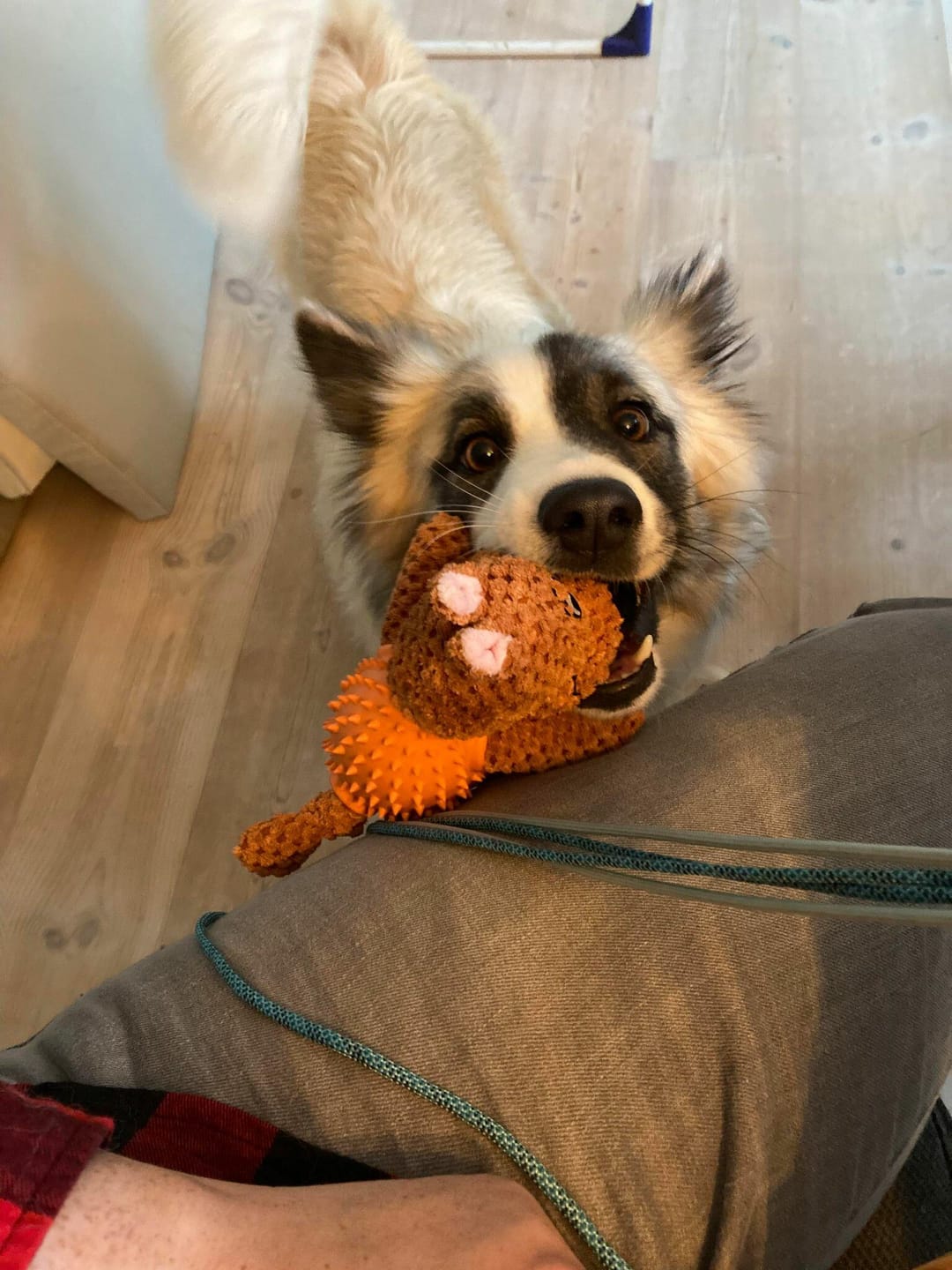 Customer photo review of Hund med bold
