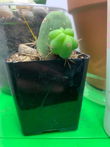 Customer photo review of Penis Cactus | Short Form | Trichocereus bridgesii monstrose