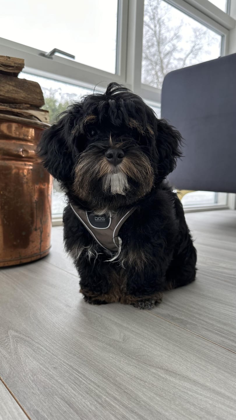 Customer photo review of Dog Copenhagen Comfort Walk Go™ hundesele Mocca