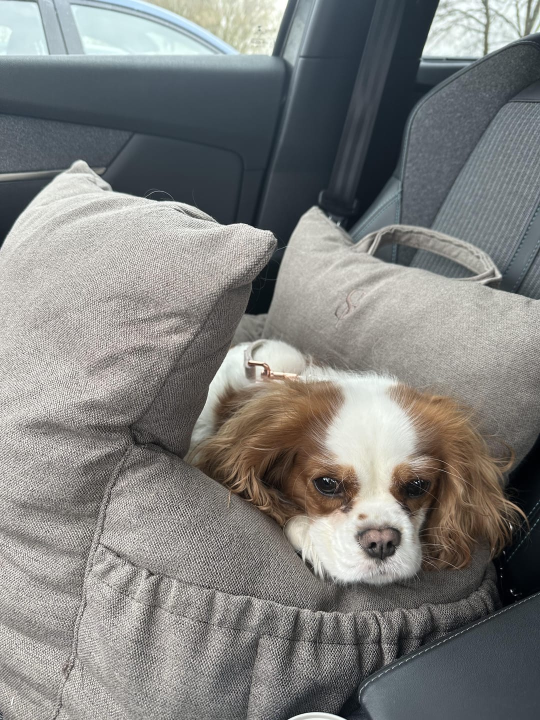Customer photo review of Staey - Lara 3-i-1 Bilsæde, Taupe