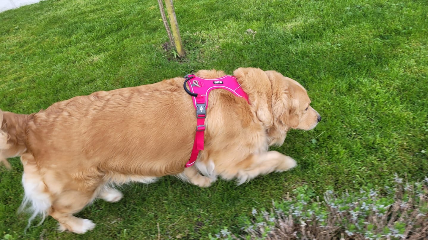 Customer photo review of Dog Copenhagen Comfort Walk Pro™ hundesele Wild Rose