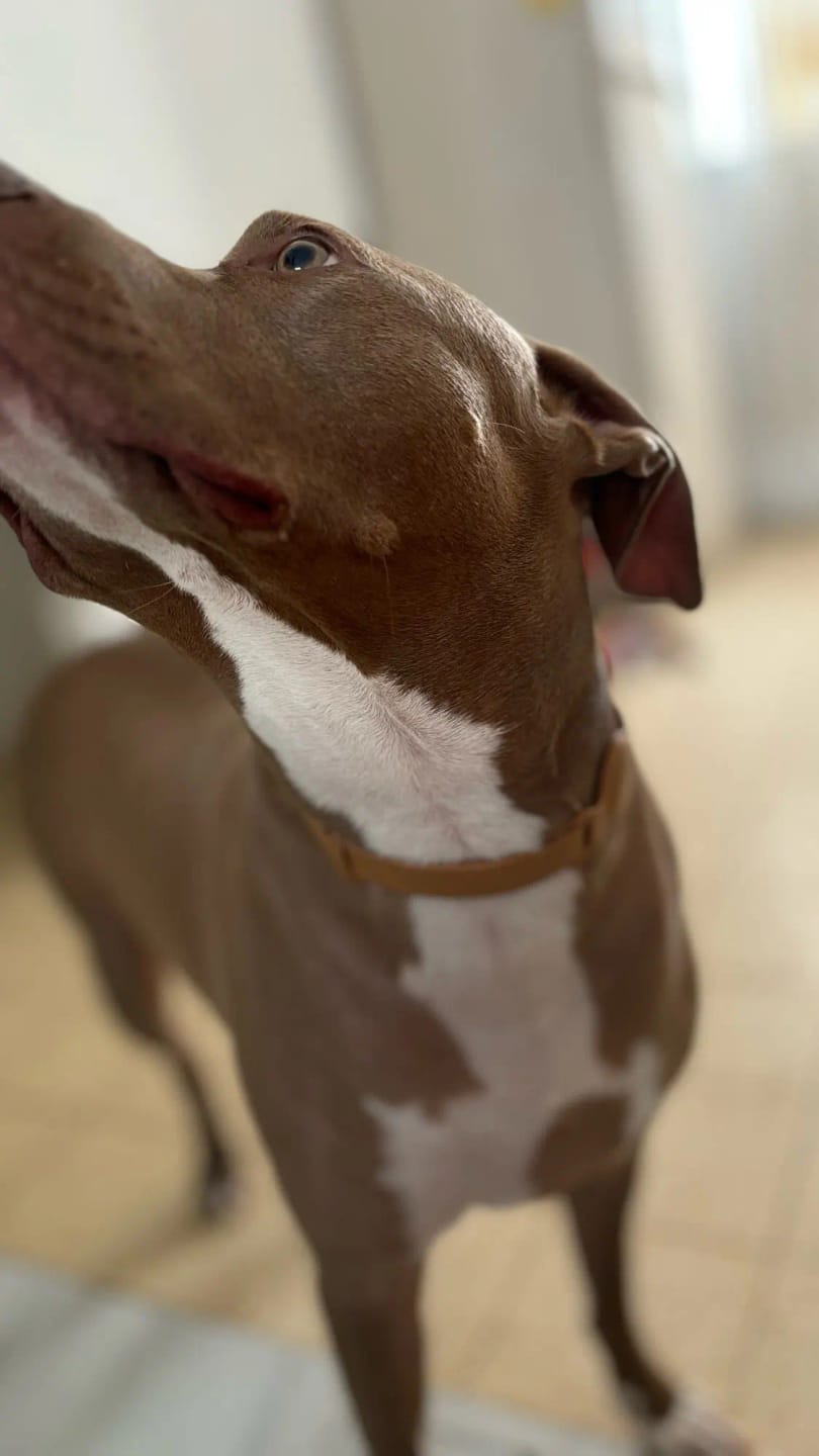 Customer photo review of Leather Collar for Apple Airtag