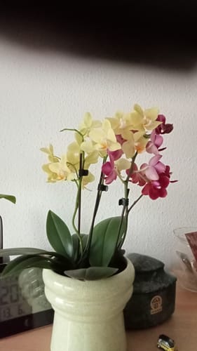 Customer photo review of Cocktail Orchidee mit gelben und roten Blüten