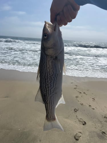 Customer photo review of Shallow Diving Minnow 1.35oz 39g