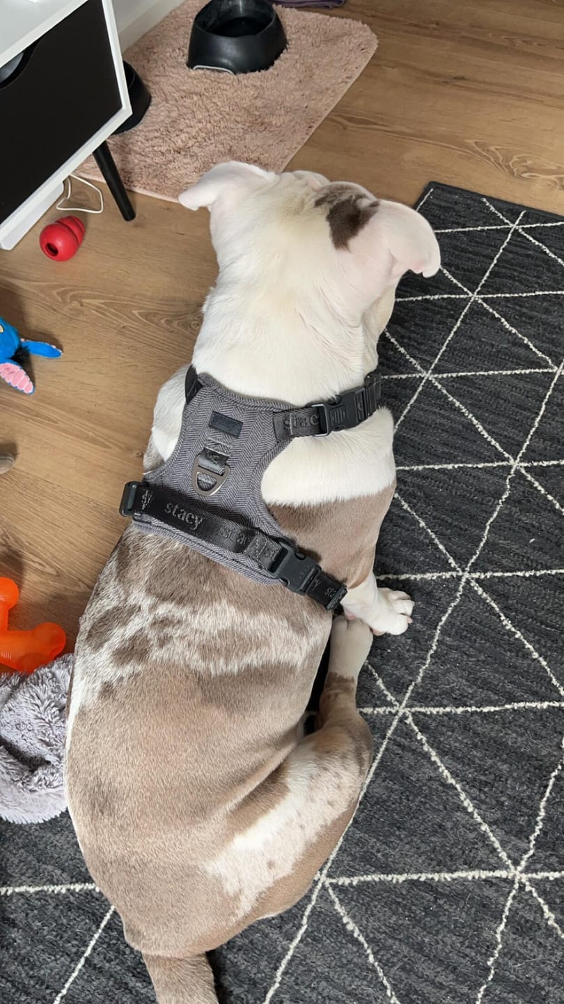 Customer photo review of Staey - Elma Hundesele, Dusty Blue