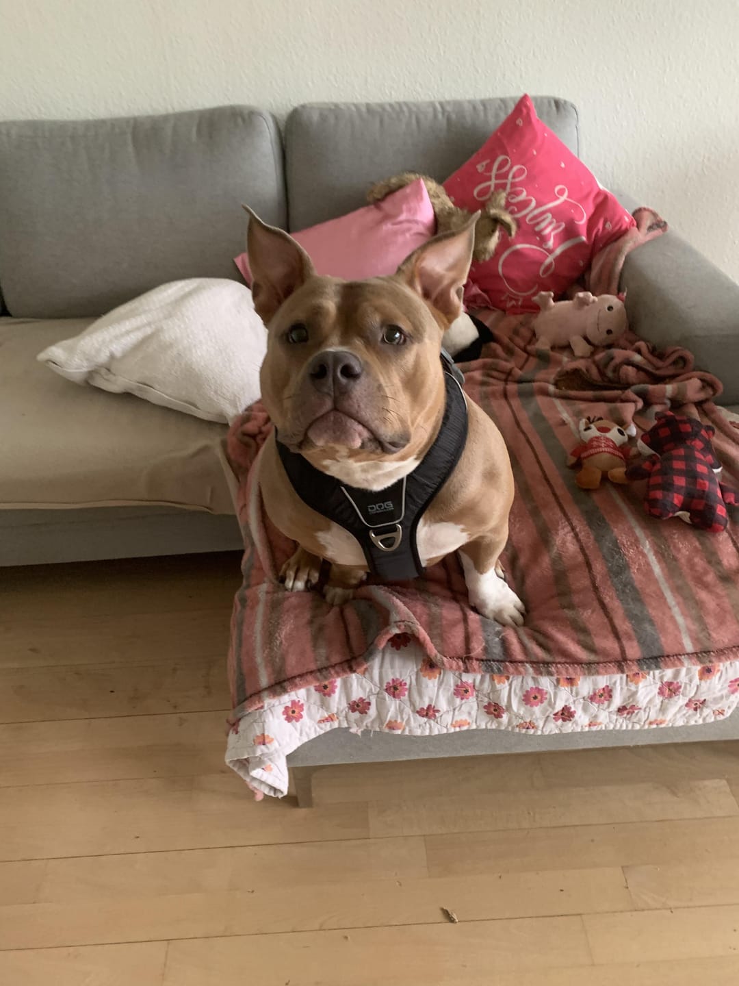 Customer photo review of Dog Copenhagen Comfort Walk Pro™ hundesele Sort