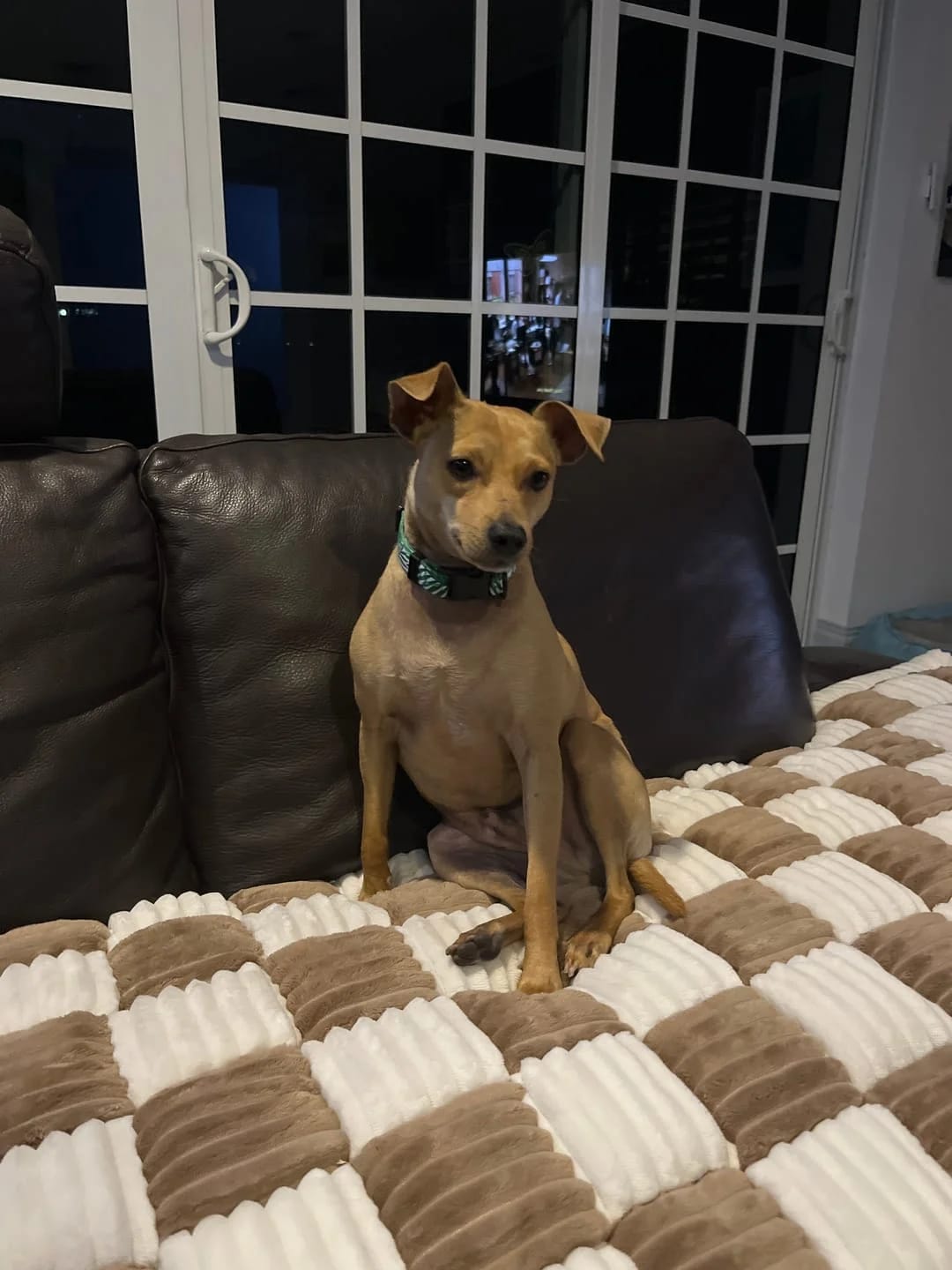 Customer photo review of Sofa Cover