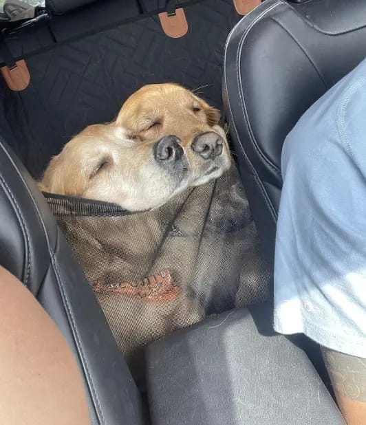 Customer photo review of Car Seat Cover with Hard Bottom