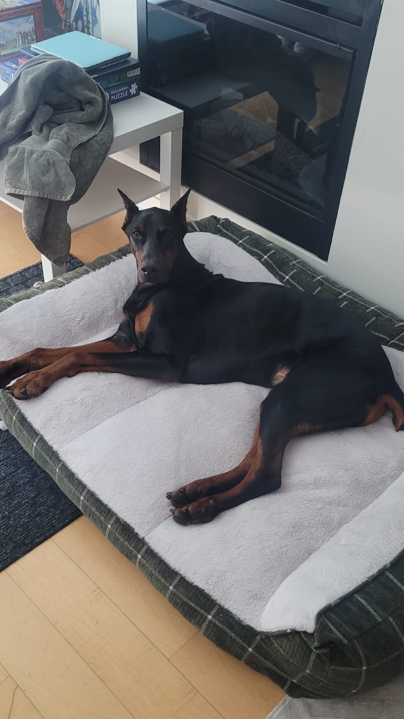 Customer photo review of 12 Inch Mega Monster Bully Stick (LIMITED)