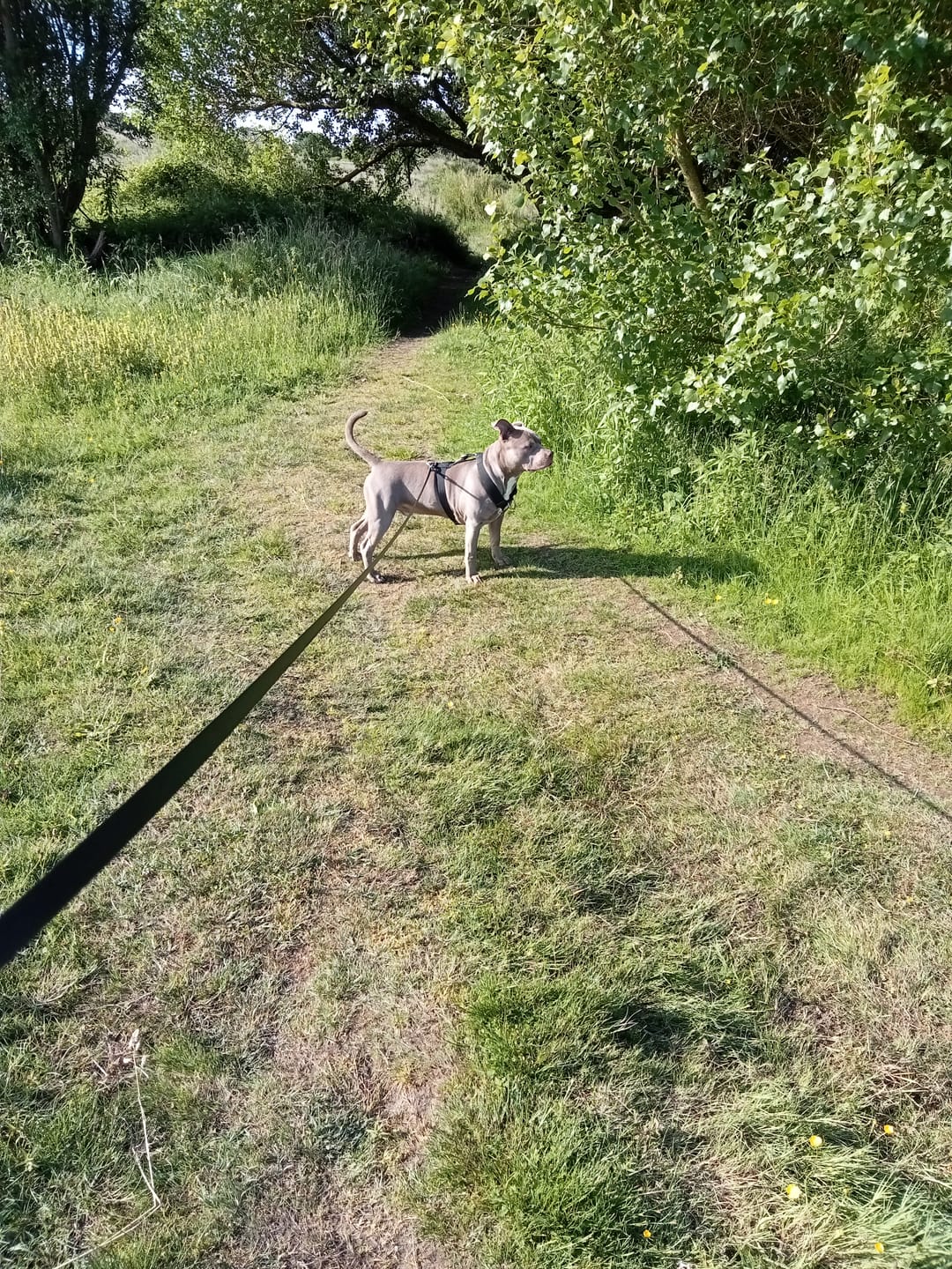 Customer photo review of TRI-Harness® | Anti-Pull, Adjustable & Durable - Dog Trainers Choice -  Black v2.0