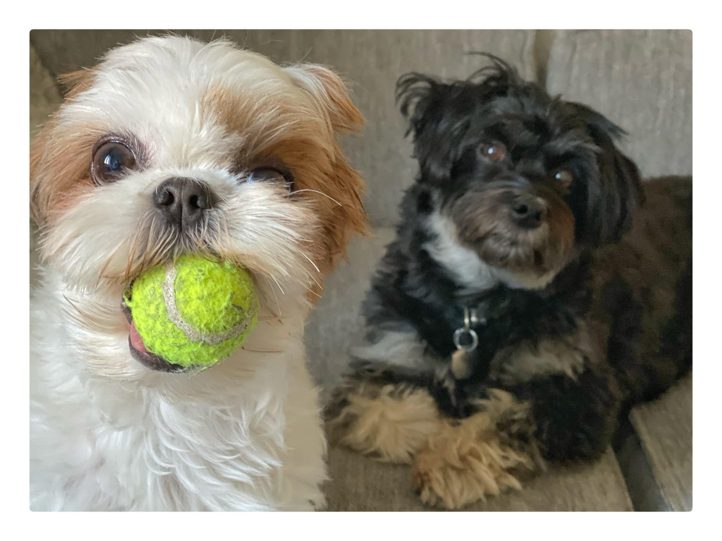 Customer photo review of KONG - SqueekAir bolde 3 stk.