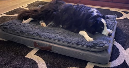 Customer photo review of Pawz Dog Memory Foam Mattress