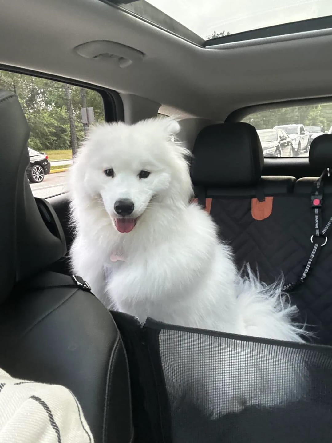 Customer photo review of Car Seat Cover with Hard Bottom