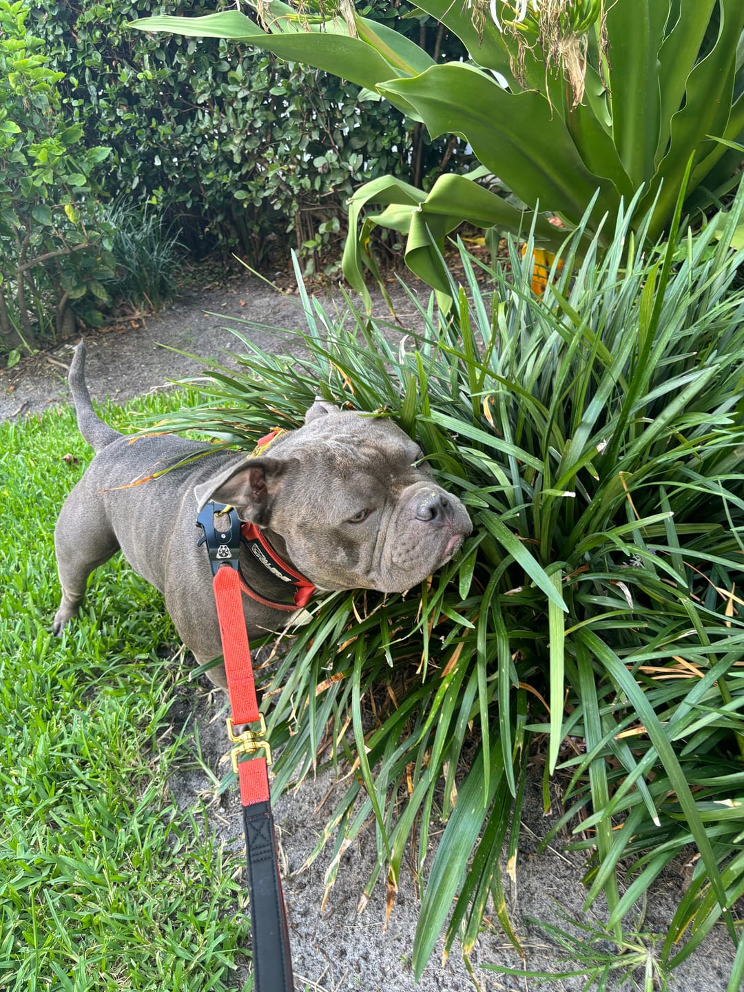 Customer photo review of Tacti Luxe Dog Leash - Gold Cognac