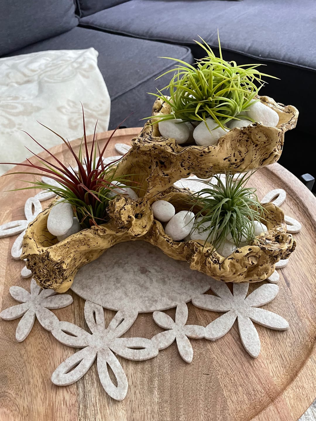 Customer photo review of Tillandsia tectorum "snow"