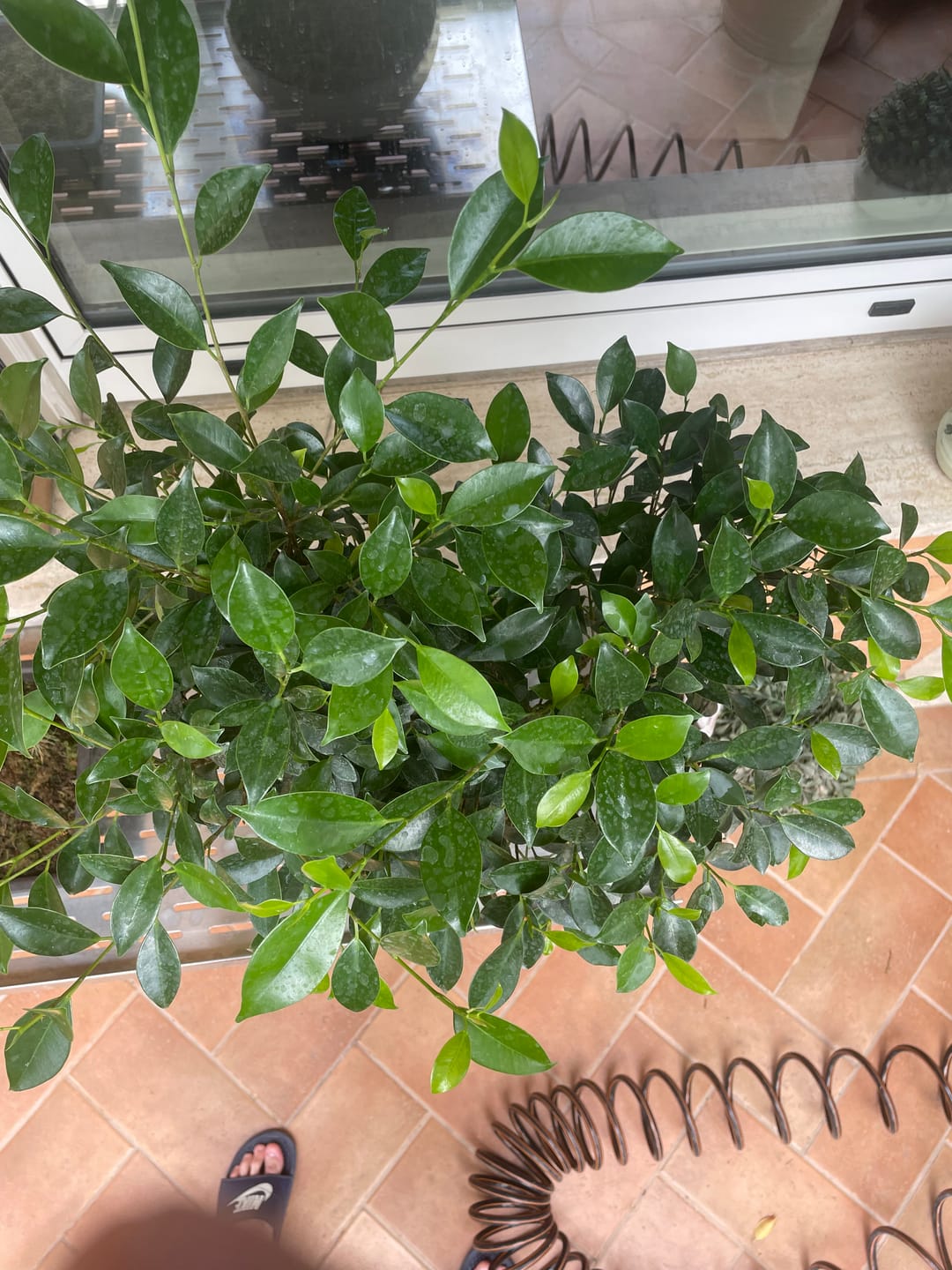 Customer photo review of TOTAL FORCE CB® (AFIDI, COCCINIGLIA, RAGNETTO ROSSO, MAL BIANCO)