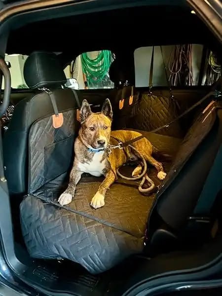 Customer photo review of Car Seat Cover with Hard Bottom