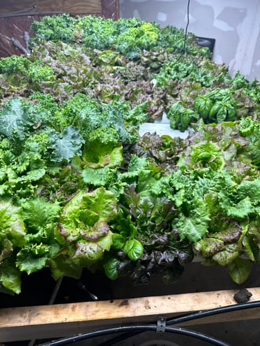 Customer photo review of CalMag & Iron