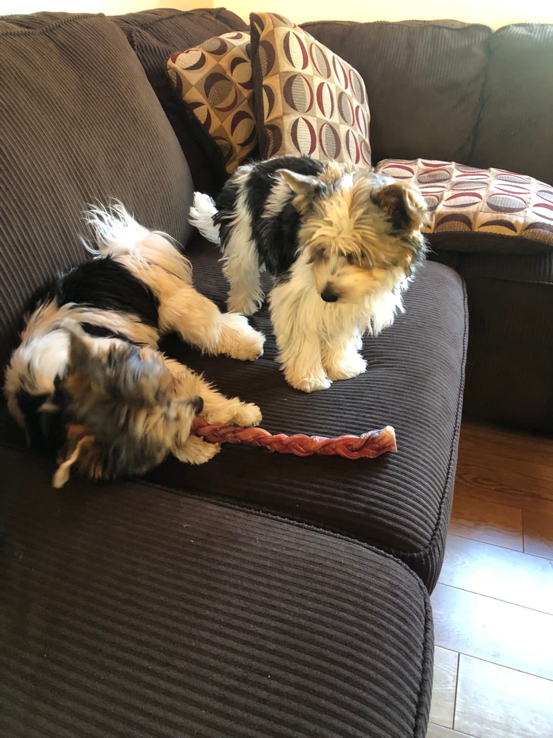 Customer photo review of 12 Inch Standard Braided Bully Stick