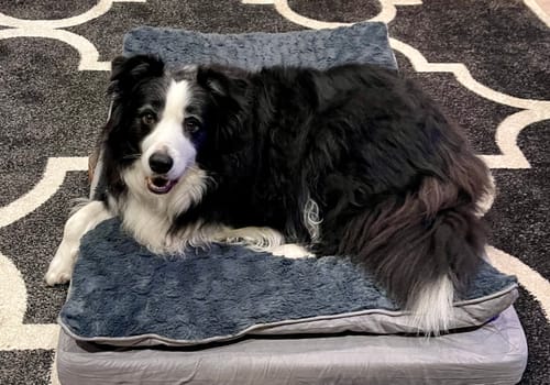 Customer photo review of Pawz Dog Memory Foam Mattress