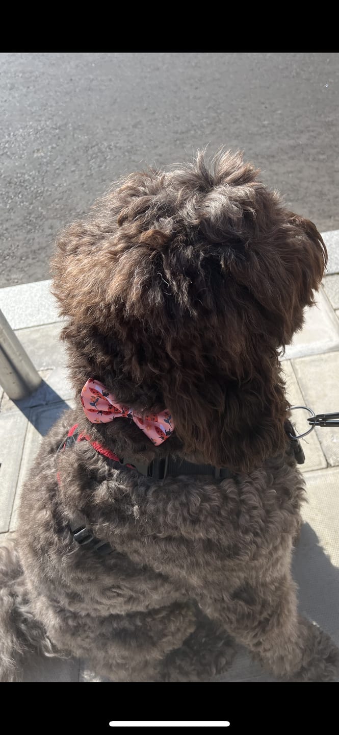 Customer photo review of Bow Tie - Snug Like A Ladybug