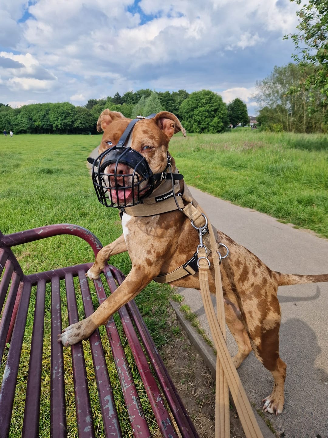 Customer photo review of Double Ended Training Lead | All Breeds - Durable & Soft 2m Lead - Military Tan
