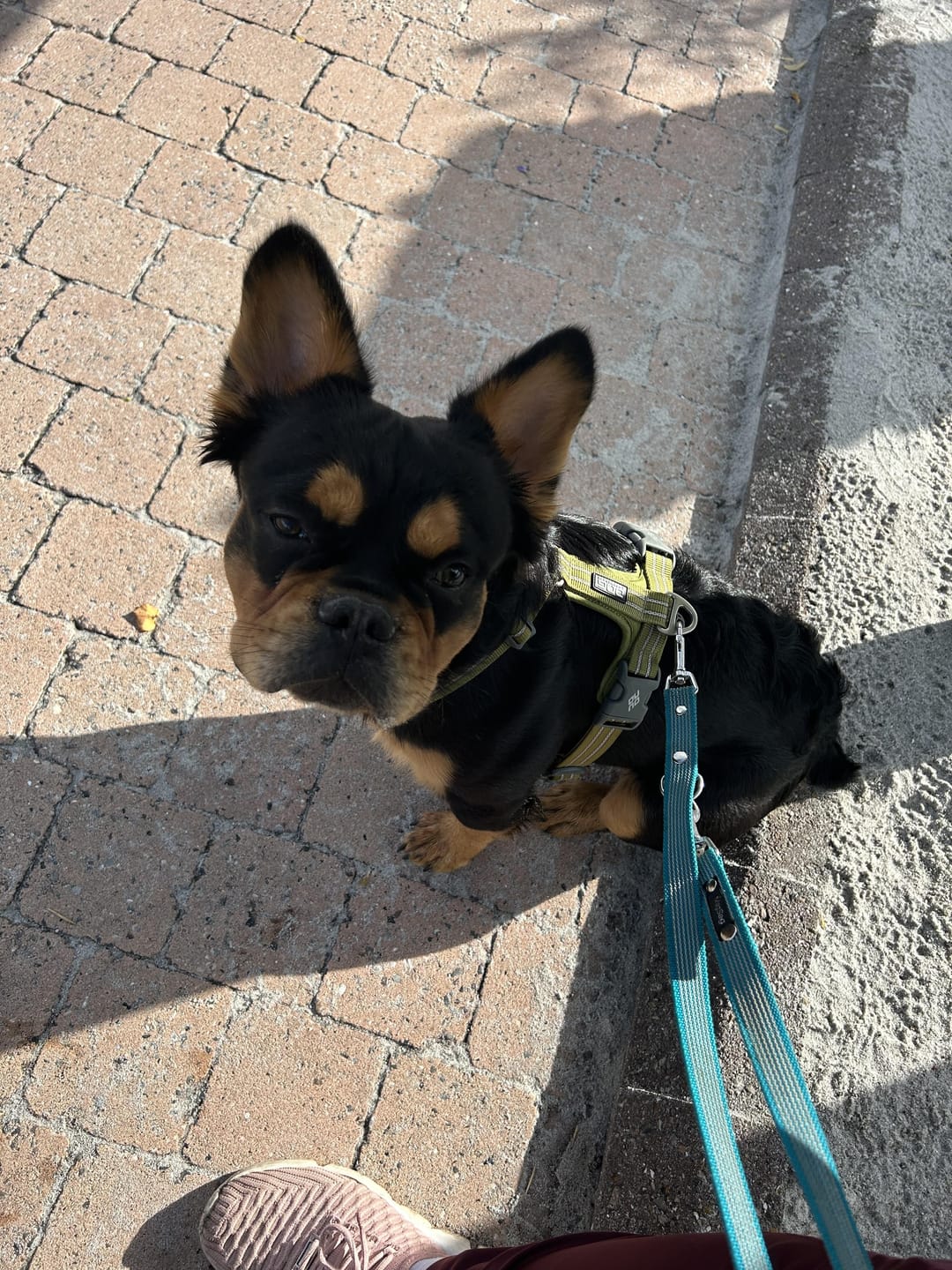 Customer photo review of Dog Copenhagen Walk Air™ hundesele Hunting Green