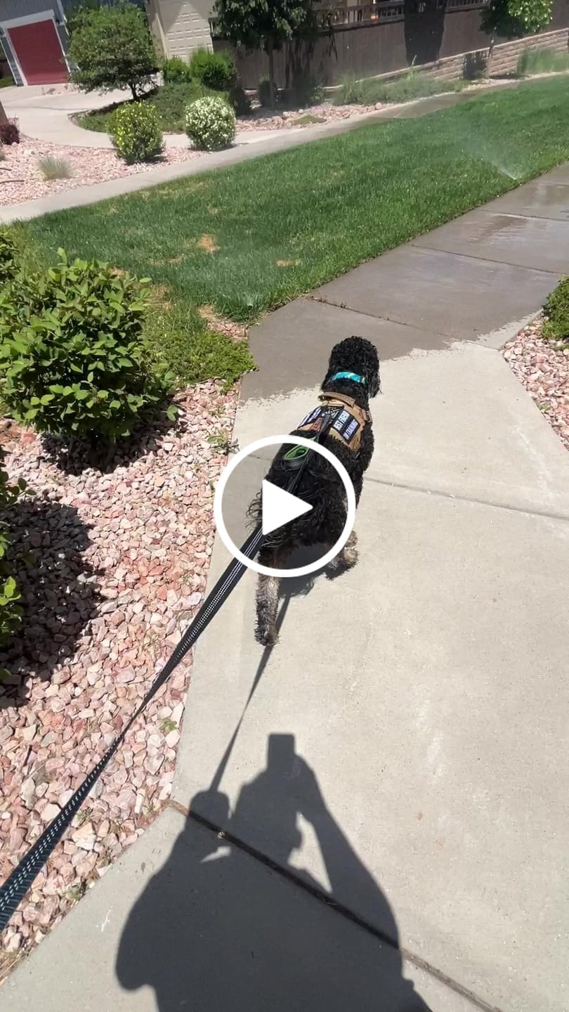 Customer video review of Hook & Loop Patch Variety Bundle For Harness (Pack of 12)