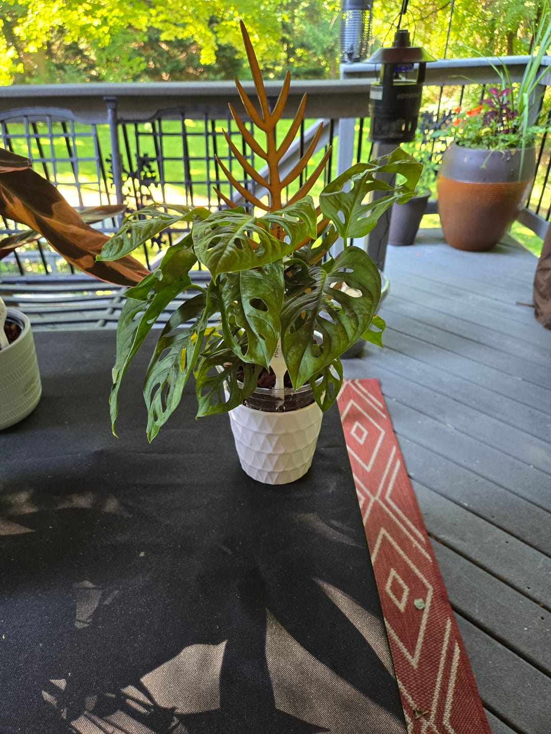 Customer photo review of Monstera adansonii Wide Leaf