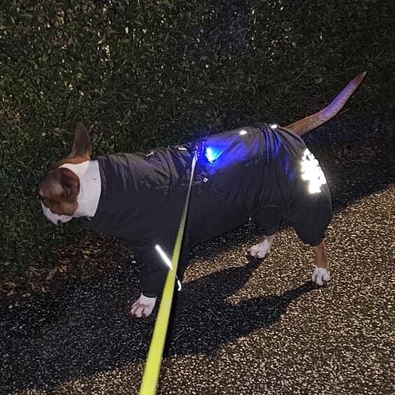 Customer photo review of Safety Light - 4-i-1 Lygte Til Hund