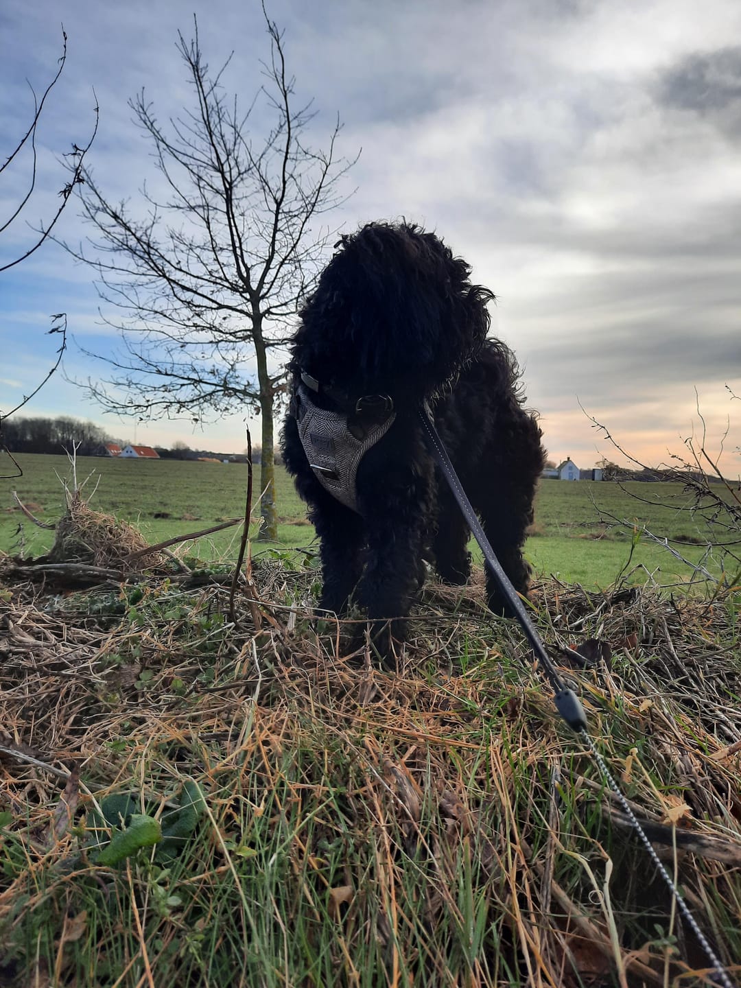 Customer photo review of Staey - Elma Hundesele, Mocca