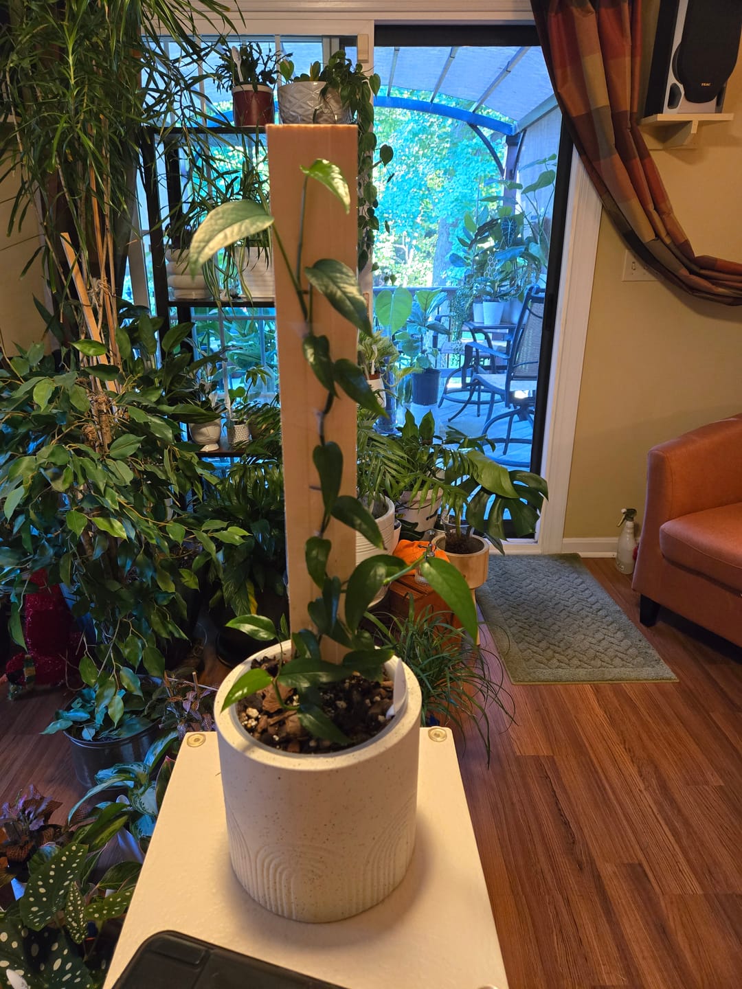 Customer photo review of Pothos Epipremnum pinnatum 'Skeleton Key'