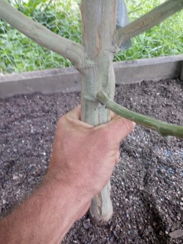 Customer photo review of Golden Tree