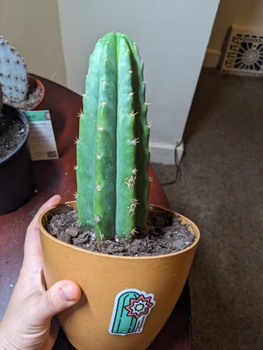 Customer photo review of San Pedro Cactus | Echinopsis (Trichocereus) pachanoi