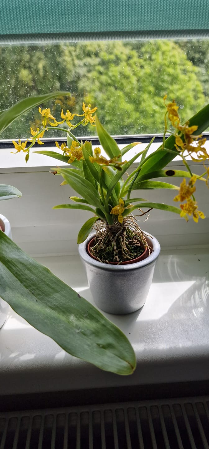 Customer photo review of Mini-Duft-Orchidee Cyrtochilum Meirax
