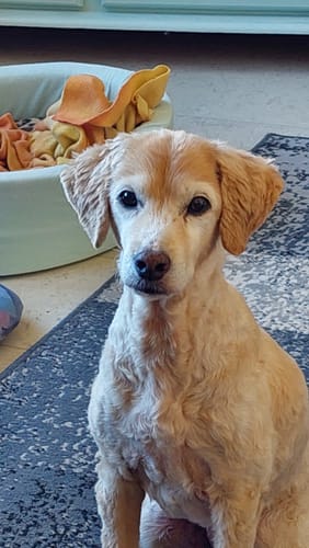 Kundenbewertung mit Foto zu BELISY > Gelenk Komplex < Gelenktabletten für Hunde & Katzen - 100 Tabletten