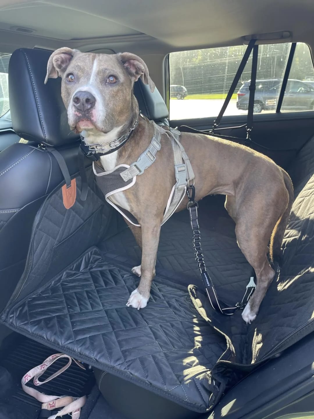Customer photo review of Car Seat Cover with Hard Bottom