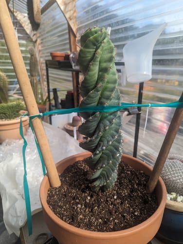 Customer photo review of Spiral Cactus | Cereus forbesii Spiralis