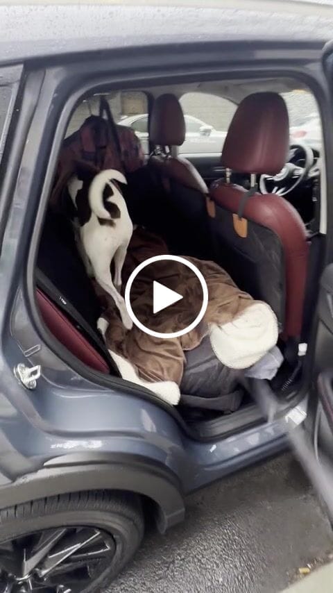 Customer video review of Car Seat Cover with Hard Bottom