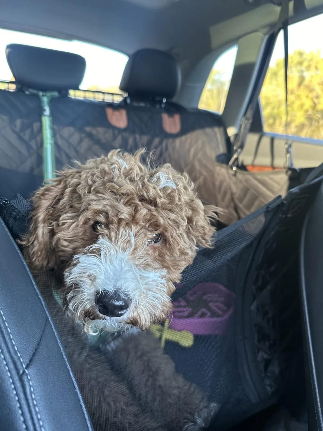Customer photo review of Car Seat Cover with Hard Bottom