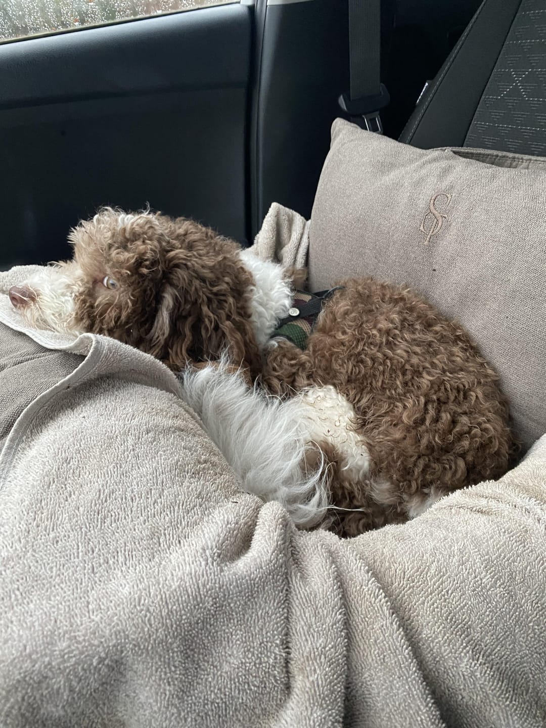 Customer photo review of Staey - Lara 3-i-1 Bilsæde, Taupe