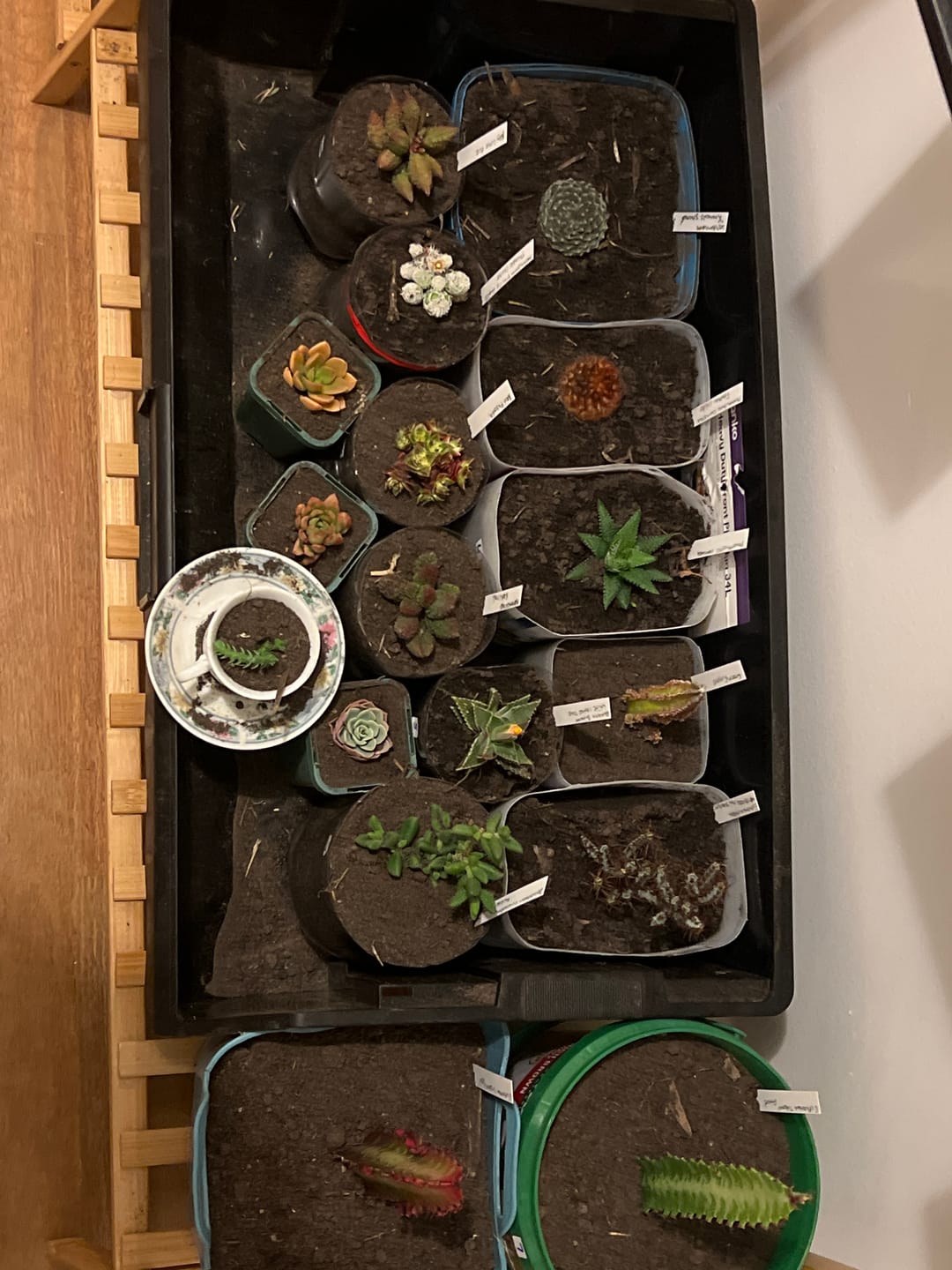 Customer photo review of Haworthiopsis coarctata